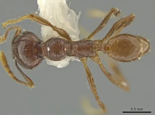 Pheidole mirabilis specimen
