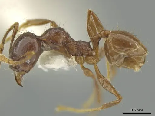 Pheidole mirabilis specimen