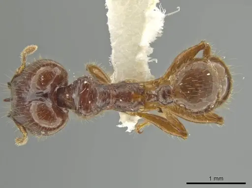 Pheidole mirabilis - JTLC000016457