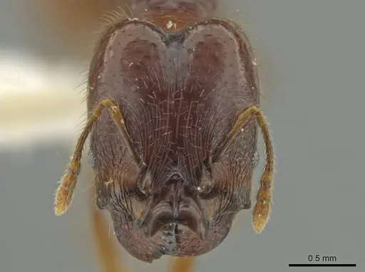 Pheidole mirabilis - JTLC000016457