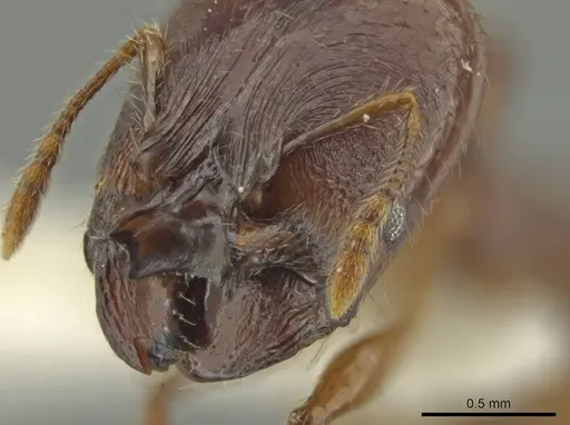Pheidole mirabilis - JTLC000016457