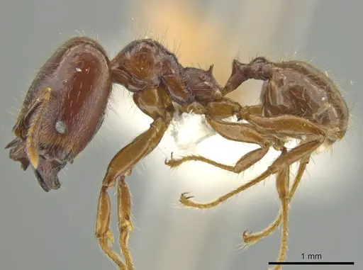 Pheidole mirabilis - JTLC000016457