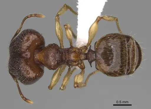 Pheidole miramila specimen