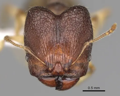 Pheidole miramila specimen
