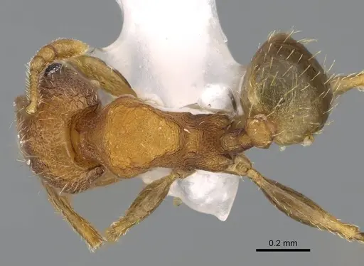 Pheidole miseranda specimen