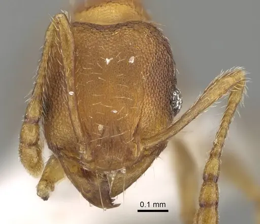 Pheidole miseranda specimen