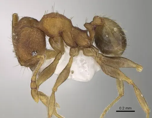 Pheidole miseranda specimen