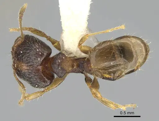 Pheidole miseranda - CASENT0919931