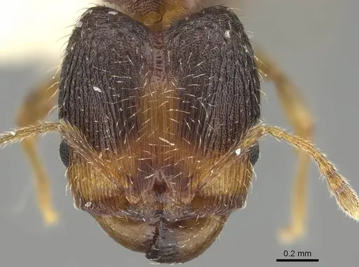 Pheidole miseranda - CASENT0919931