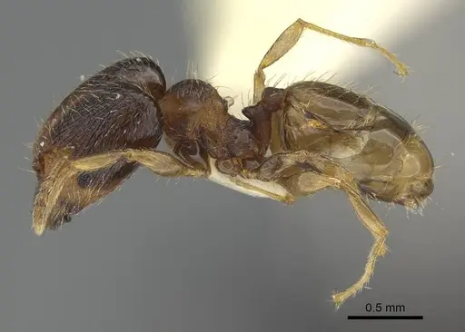 Pheidole miseranda - CASENT0919931