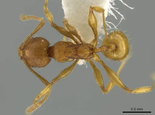 Pheidole mittermeieri specimen