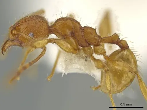 Pheidole mittermeieri specimen