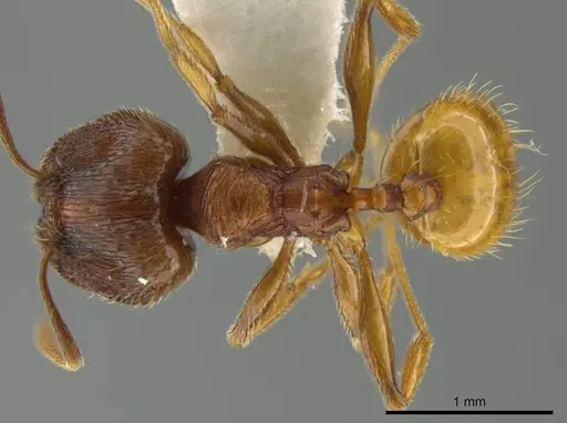 Pheidole mittermeieri - JTLC000016458