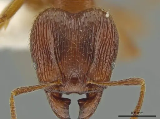Pheidole mittermeieri - JTLC000016458
