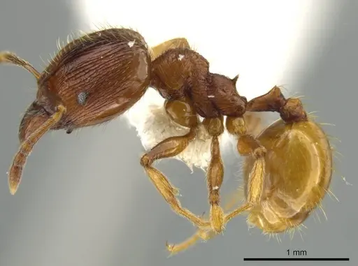Pheidole mittermeieri - JTLC000016458