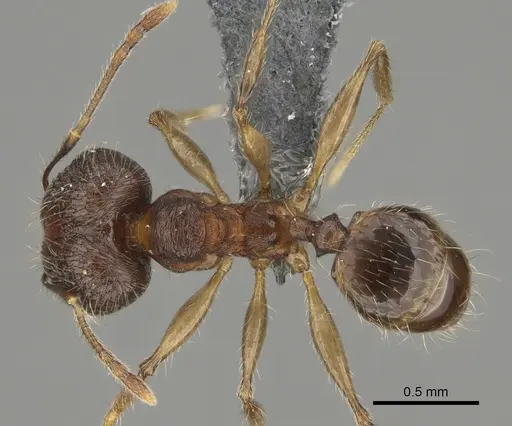 Pheidole mivory specimen