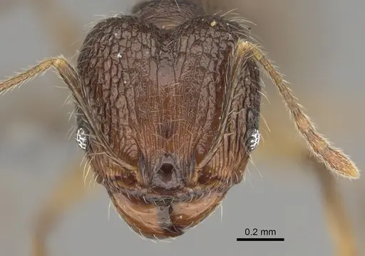 Pheidole mivory specimen