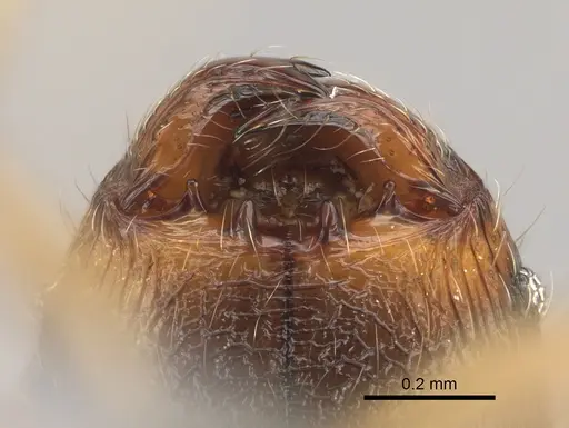 Pheidole mivory specimen