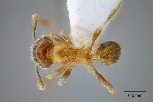 Pheidole mixteca specimen