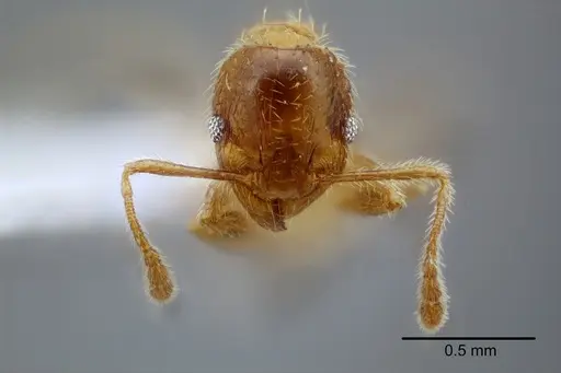 Pheidole mixteca specimen