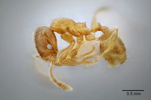Pheidole mixteca specimen