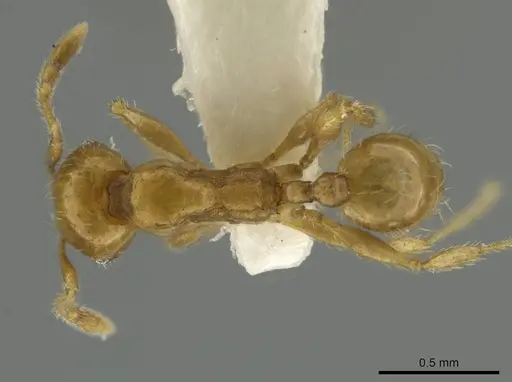 Pheidole mixteca - JTLC000016459