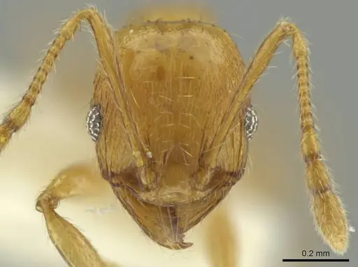 Pheidole mixteca - JTLC000016459