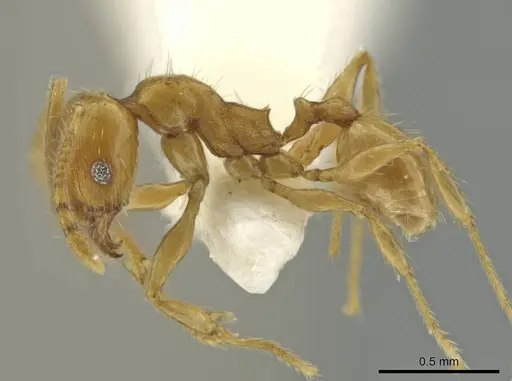 Pheidole mixteca - JTLC000016459