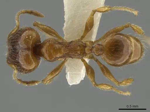 Pheidole mixteca - JTLC000016460