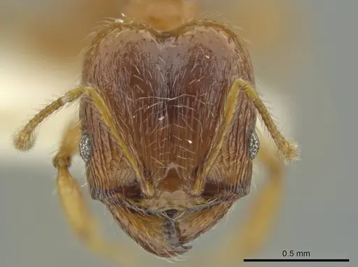 Pheidole mixteca - JTLC000016460