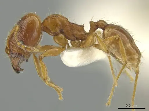 Pheidole mixteca - JTLC000016460