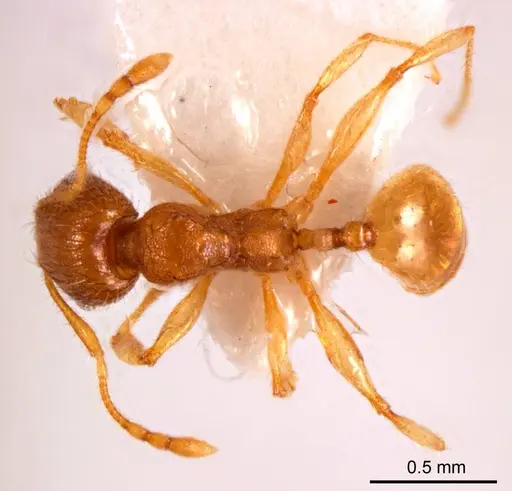 Pheidole mjobergi specimen