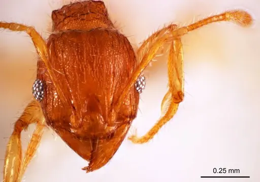 Pheidole mjobergi specimen