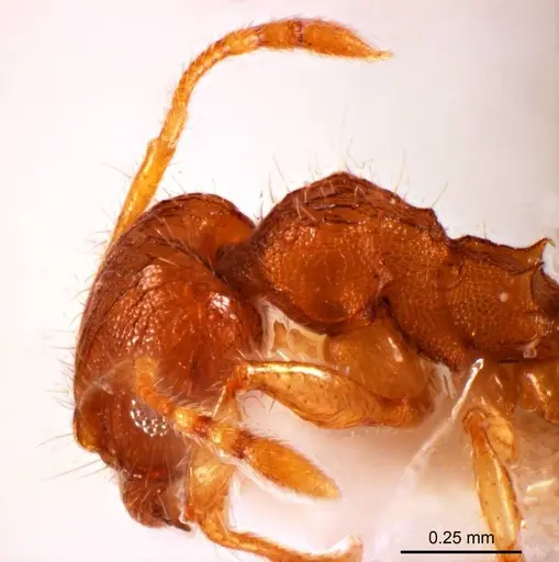 Pheidole mjobergi specimen