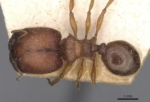 Pheidole mjobergi - CASENT0907763