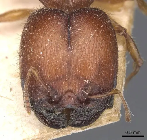 Pheidole mjobergi - CASENT0907763