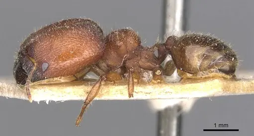 Pheidole mjobergi - CASENT0907763