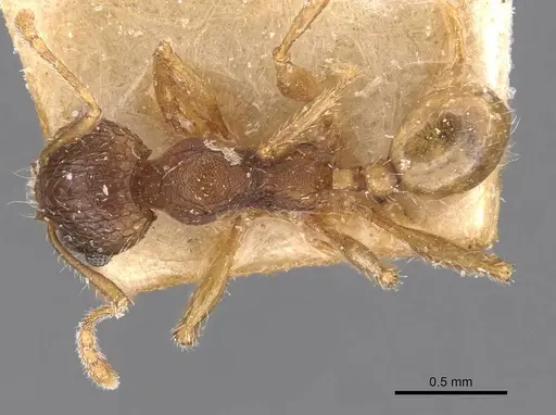 Pheidole mjobergi - CASENT0907764