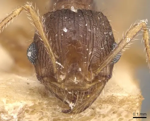 Pheidole mjobergi - CASENT0907764