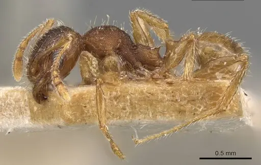 Pheidole mjobergi - CASENT0907764