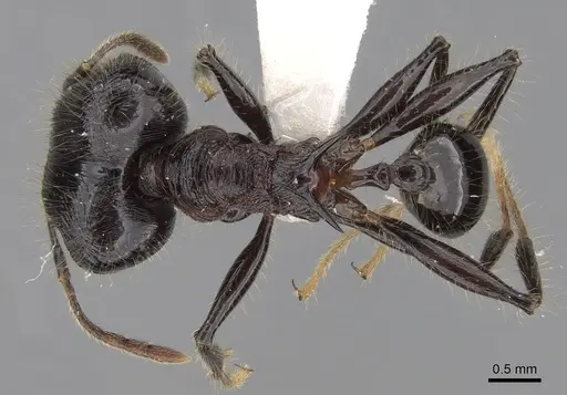 Pheidole modiglianii specimen
