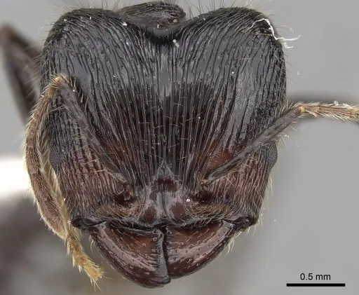 Pheidole modiglianii specimen