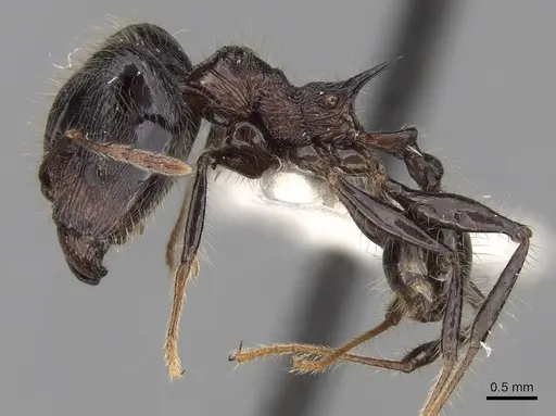 Pheidole modiglianii specimen