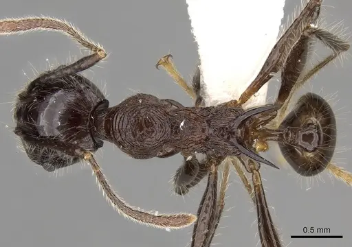 Pheidole modiglianii - CASENT0281713