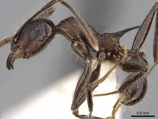 Pheidole modiglianii - CASENT0281713