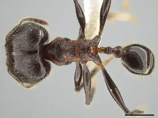 Pheidole modiglianii - CASENT0616532