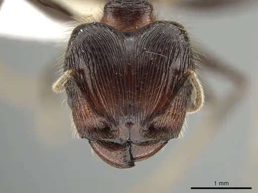 Pheidole modiglianii - CASENT0616532