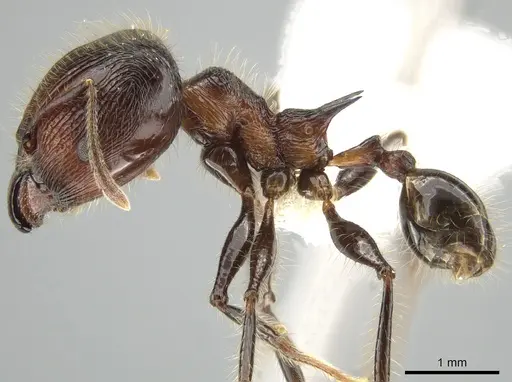 Pheidole modiglianii - CASENT0616532