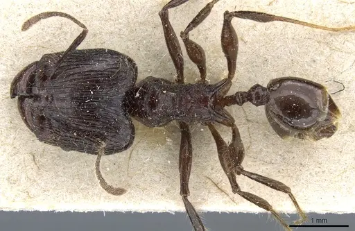 Pheidole modiglianii - CASENT0904264