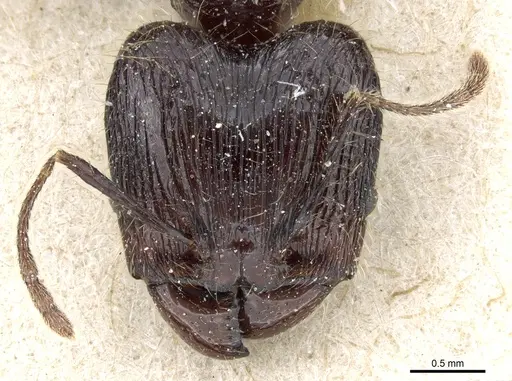 Pheidole modiglianii - CASENT0904264